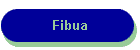 Fibua